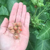 Ashwagandha Seeds - Withania somnifera