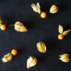Cape Gooseberry Seeds - Large Fruit - Golden Berry - Ground Cherry -  Physalis peruviana