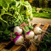 Turnip Seeds - Purple Top - Brassica rapa