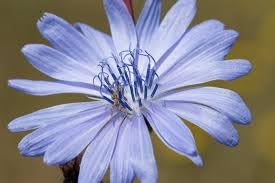 Rare Blue Daisy Seeds - Beautiful Flowers - Seeds for The Garden - Gaea's Blessing Seeds