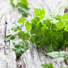 Chervil Seeds - Anthriscus cerefolium
