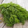 Dill Seeds - Mammoth Long Island - Anethum graveolens