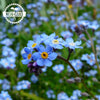 Forget Me Not Flower - French Woodlands - Myosotis Sylvatica