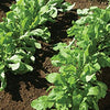 Arugula Seeds - Roquette Rocket - Eruca sativa