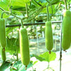 Gaea's Blessing Seeds - Bottle Gourd Seeds - Heirloom Non-GMO Seeds with Easy to Follow Planting Instructions