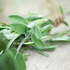 Sage Seeds - Salvia officinalis