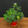 Sensitive Plant Seeds - Mimosa pudica