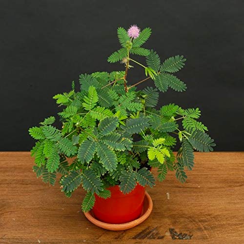 sensitive plant from seed Sensitive Plant Seeds