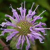 Wild Bergamot Seeds - Monarda fistulosa