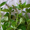 Holy Basil Seeds - Ocimum tenuiflorum/sanctum