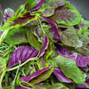 Green Amaranth Seeds - Chinese Spinach - Lu Hsien Heirloom - Amaranthus mangostanus