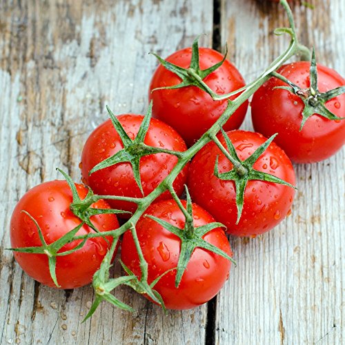 Cherry Tomato Seeds - Small Red Cherry Heirloom - Lycopersicon esculentum