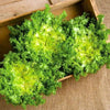 Endive Seeds - Green Curled Ruffec - Cicorium endivia