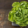 Lettuce Seeds - Buttercrunch Butterhead - Lactuca sativa