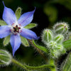 Borage Seeds - Borage officinalis
