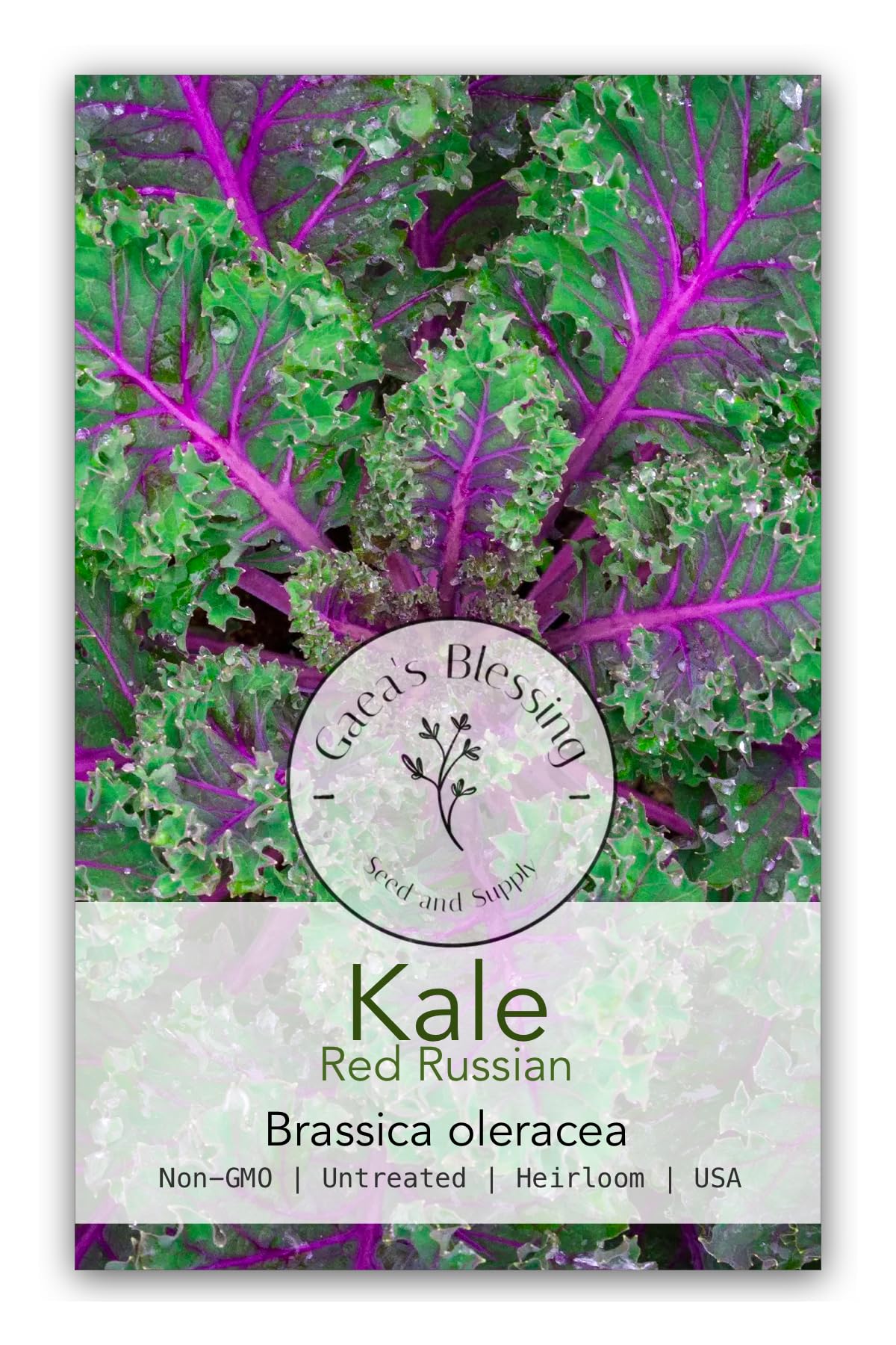 Gaea's Blessing Seeds - Kale Seeds - Non-GMO Seeds with Easy to Follow Planting Instructions - Open Pollinated, Untreated Heirloom
