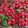 Radish Seeds - Scarlet Globe - Raphanus sativus