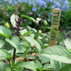 Thai Basil Seeds - Siam Queen - Ocimum basilicum