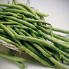 Bush Bean Seeds - Contender - Phaseolus vulgaris