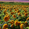 Sunflower Seeds - Dwarf Sungold Double - Teddy Bear - Helianthus annuus
