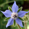 Borage Seeds - Borage officinalis