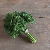 Parsley Seeds - Double Curled Parsley - Petroselinum crispum