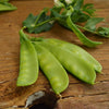 Snow Pea Seeds - Dwarf Sugar Grey - Pisum sativum