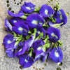 Butterfly Pea Seeds - Asian Pigeonwing - Clitoria ternatea
