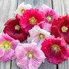 Hollyhock Seeds - Alcea rosea