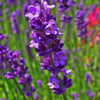 English Lavender Seeds - Lavandula angustifolia