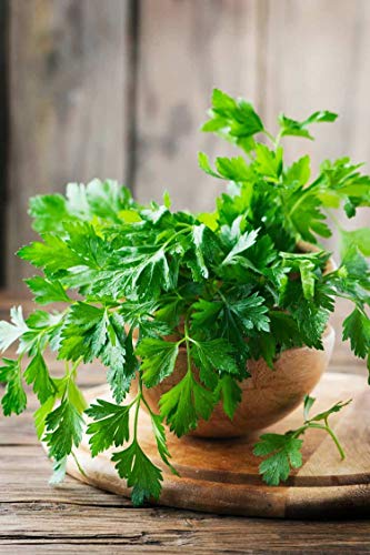 Parsley Seeds - Dark Green Italian - Petroselinum crispum