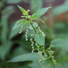 Stinging Nettle Seeds - Urtica dioica, Non GMO, Open Pollinated, Heirloom