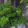 Parsley Seeds - Double Curled Parsley - Petroselinum crispum