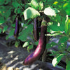 Eggplant Seeds - Long Purple - Solanum melongena