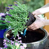 English Lavender Seeds - Lavandula angustifolia
