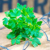 Parsley Seeds - Italian Giant - Petroselunum crispum