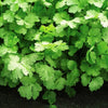 Cilantro Seeds - Leisure - Coriandrum sativum