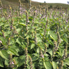 Holy Basil Seeds - Kapoor - Ocimum tenuiflorum/sanctum