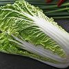 Chinese Cabbage Seeds - Michihili - Brassica rapa