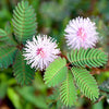 Sensitive Plant Seeds - Mimosa pudica