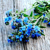 Forget Me Not Seeds - Firmament - Hound's Tongue - Cynoglossom amabile,  Non-GMO Open-Pollinated Heirloom