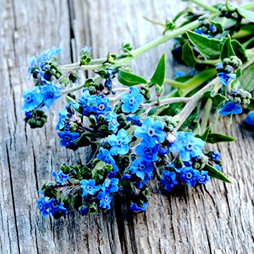 Forget Me Not Seeds - Firmament - Hound's Tongue - Cynoglossom amabile,  Non-GMO Open-Pollinated Heirloom