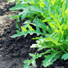 Arugula Seeds - Roquette Rocket - Eruca sativa