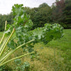Gaea's Blessing Seeds - Kale Seeds - Non-GMO Seeds with Easy to Follow Planting Instructions - Open Pollinated, Untreated Heirloom