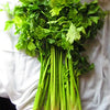Chinese Celery Seeds - Apium graveolens var. secalinum