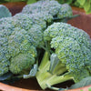 Broccoli Seeds - Waltham 29 - Brassica oleracea