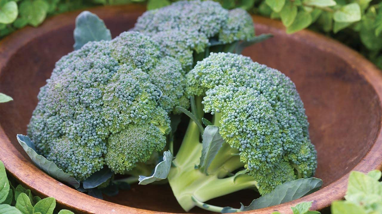 Broccoli Seeds - Waltham 29 - Brassica oleracea