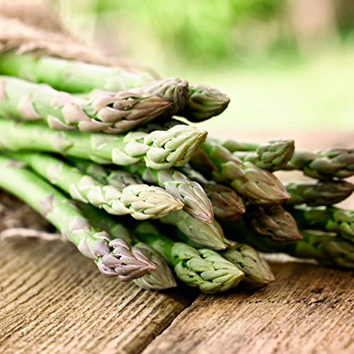Asparagus Seeds - Mary Washington - Asparagus officinalis