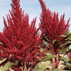Amaranth Seeds - Red Garnet - Amaranthus tricolor