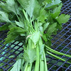 Chinese Celery Seeds - Apium graveolens var. secalinum